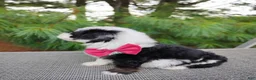 Bernedoodle dogs for sale: Truffle - Ad 4