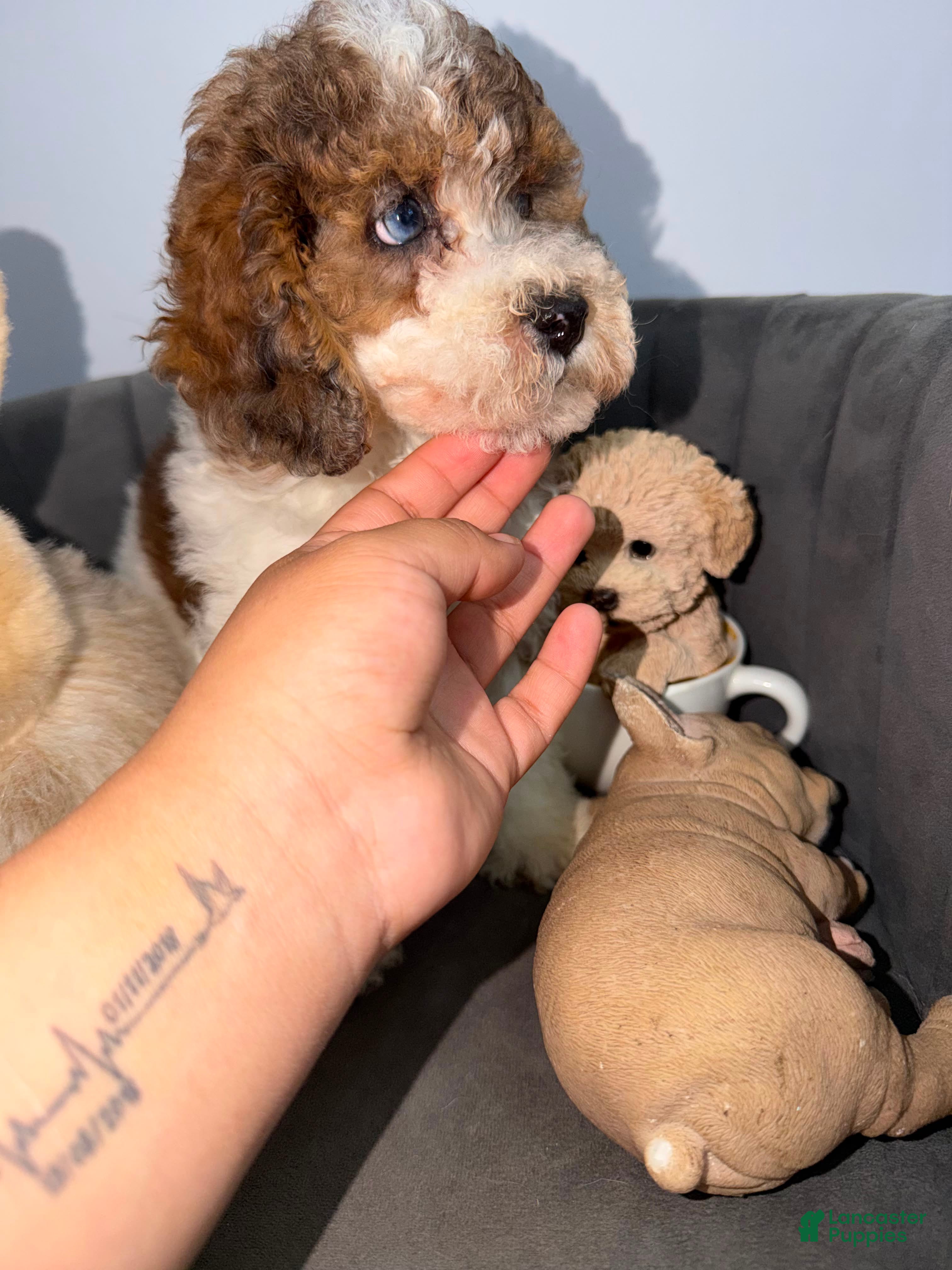 Toy Poodle dogs Toy Poodle bruno - Ad 1