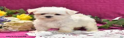 Maltese dogs for sale: Toby - Ad 4