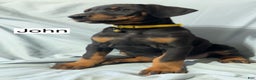 Doberman Pinscher dogs for sale: John - Ad 3
