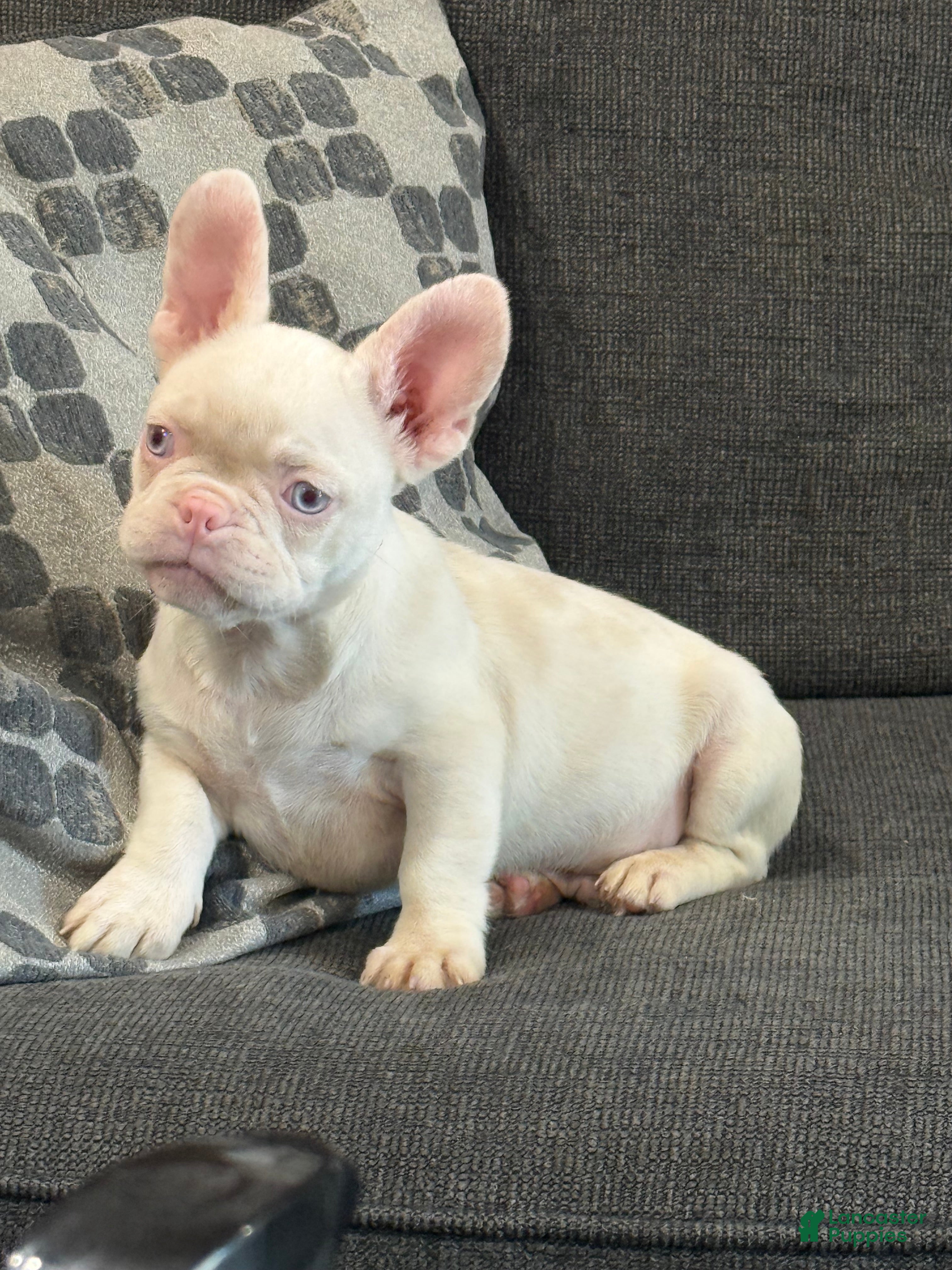 French Bulldog dogs Pinkey  - Ad 1