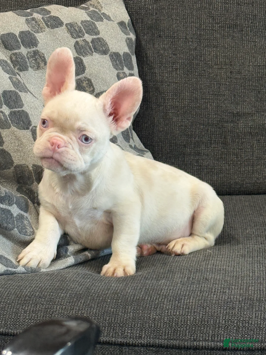 French Bulldog dogs for sale: Pinkey  - Ad 1