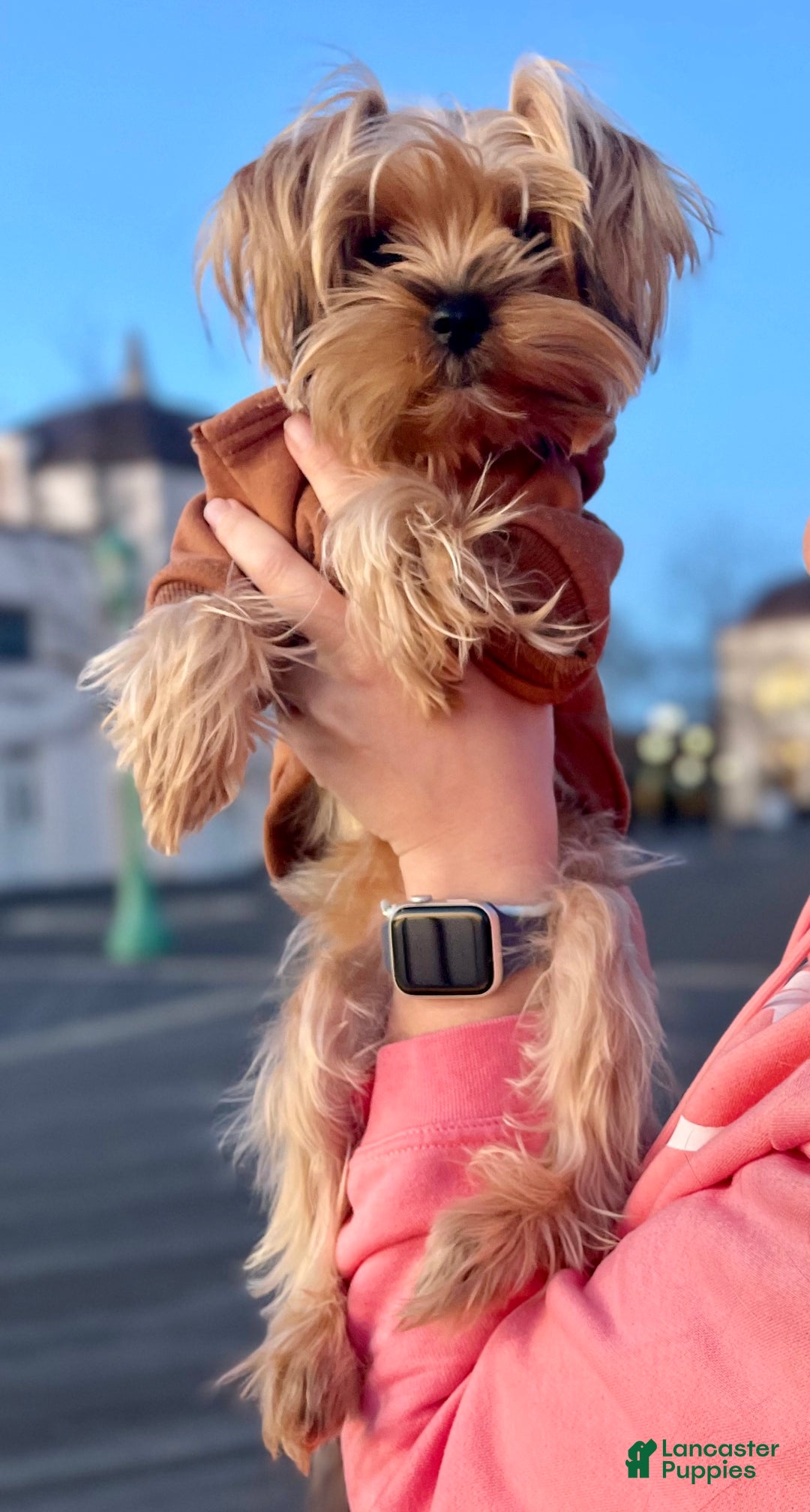 Yorkshire Terrier dogs for sale: Lucy - Ad 8