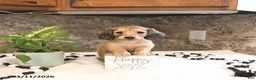 Miniature Dachshund dogs for sale: Bryson - Ad 4