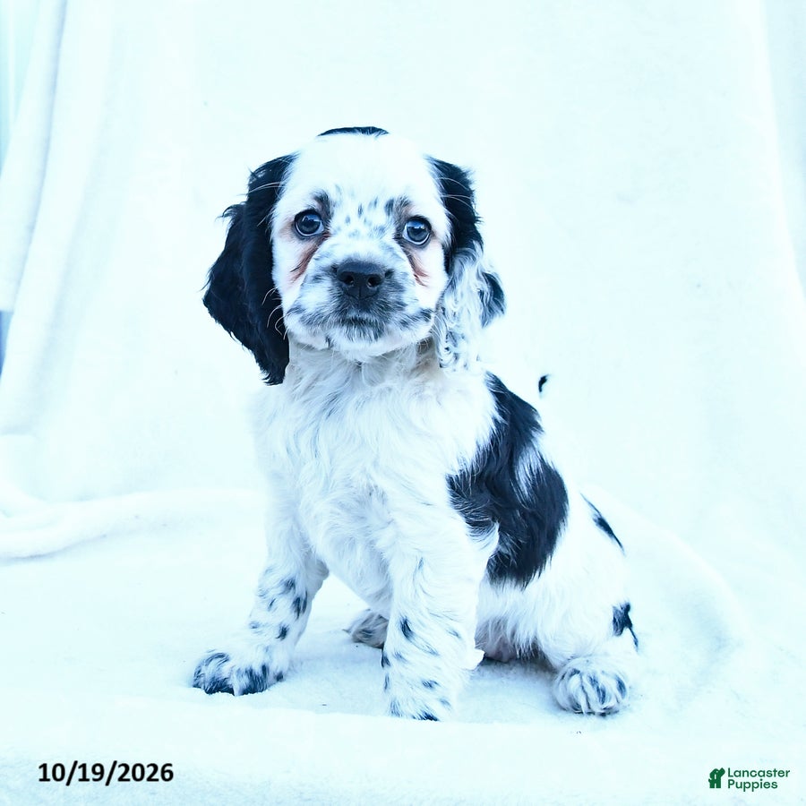 English Cocker Spaniel dogs for sale: Mia  - Ad 2