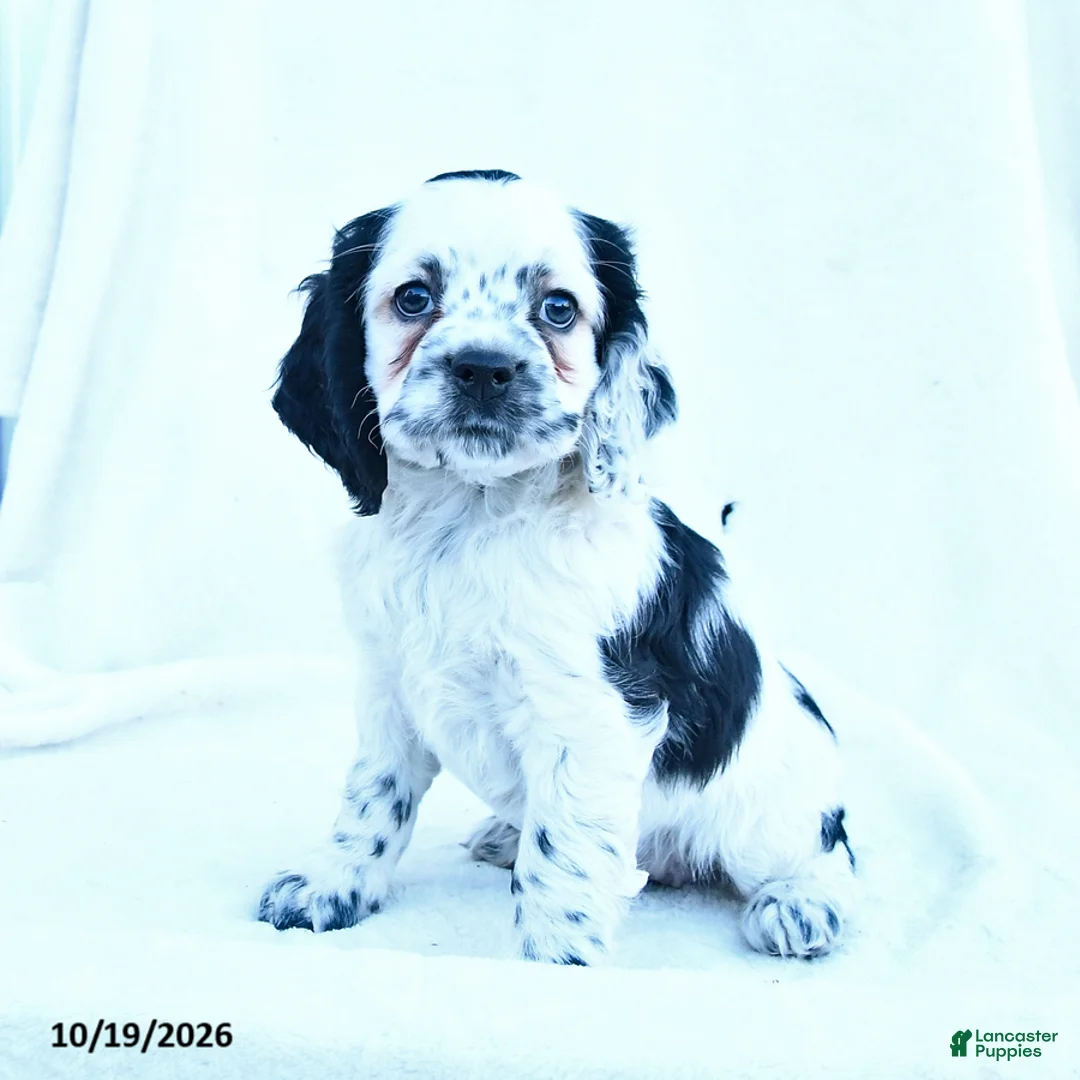 English Cocker Spaniel dogs for sale: Mia  - Ad 2