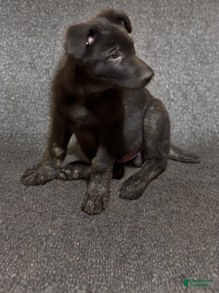 German Shepherd dogs Oliver - Ad 8