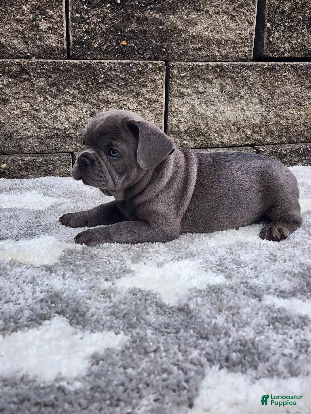 French Bulldog dogs for sale: Prince  - Ad 2
