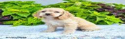 English Cocker Spaniel dogs for sale: Danuta - Ad 3