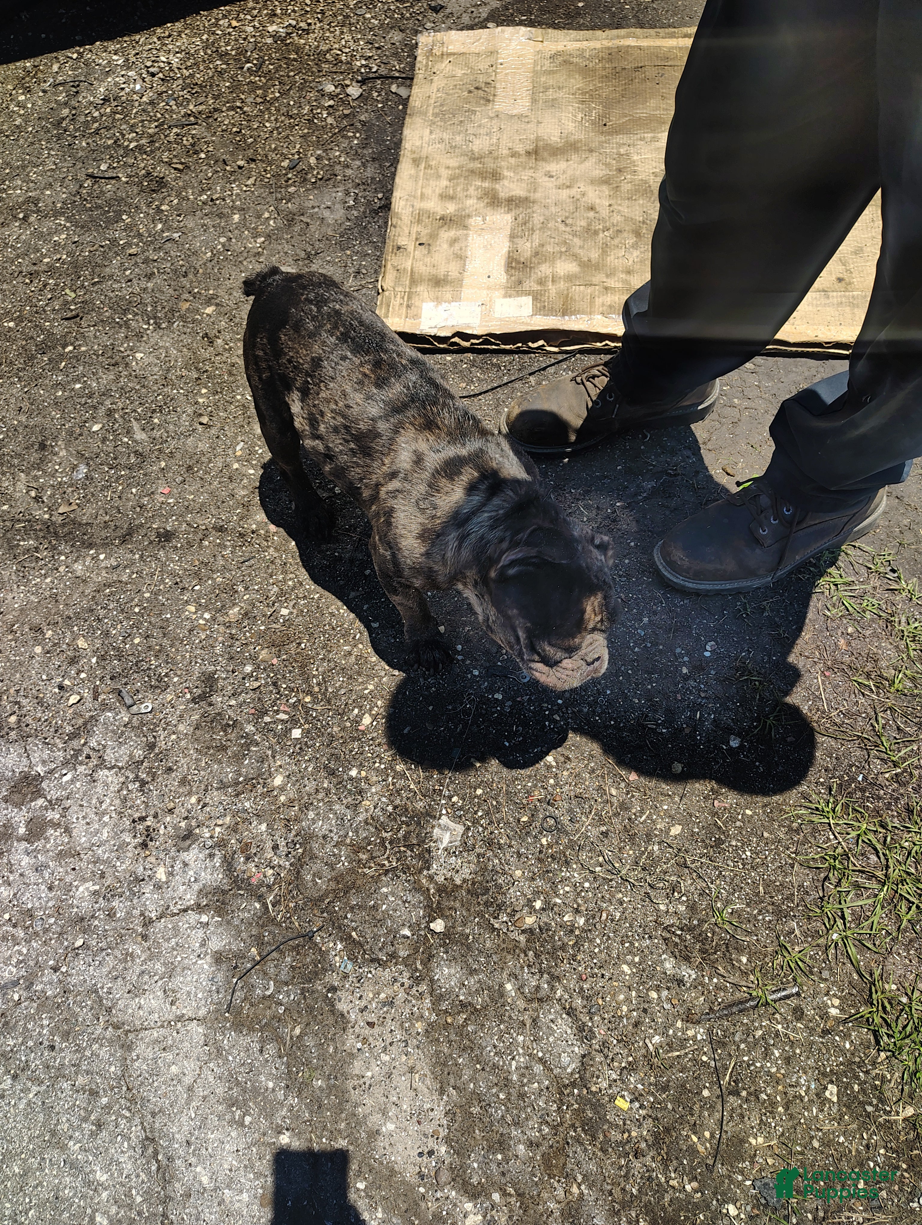 American Bully dogs Frenchie  Maxx - Ad 2