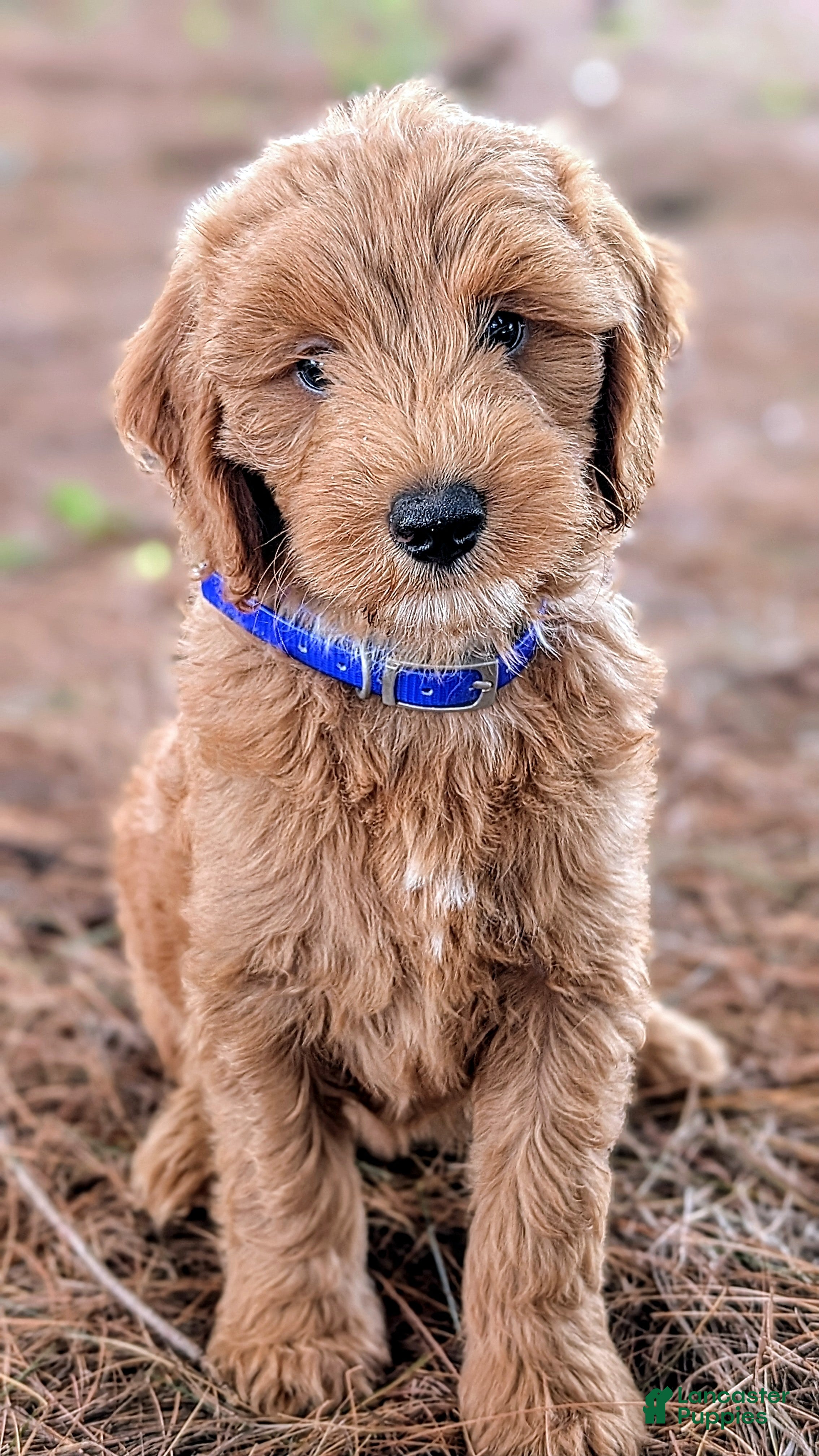 Mini Goldendoodle dogs Patches - Ad 1