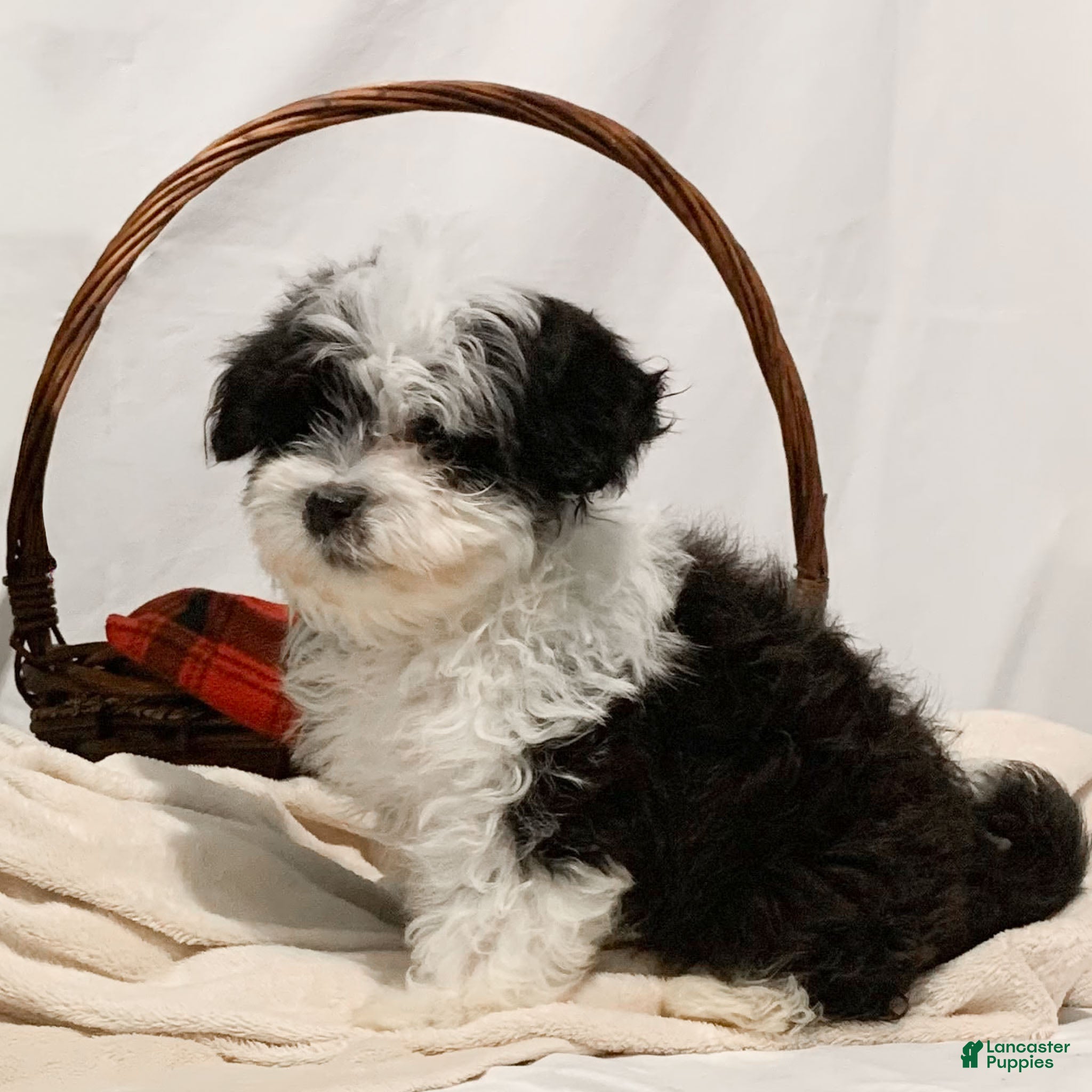 Havanese dogs Indie - Ad 30
