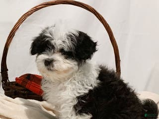 Havanese dogs Indie - Ad 11