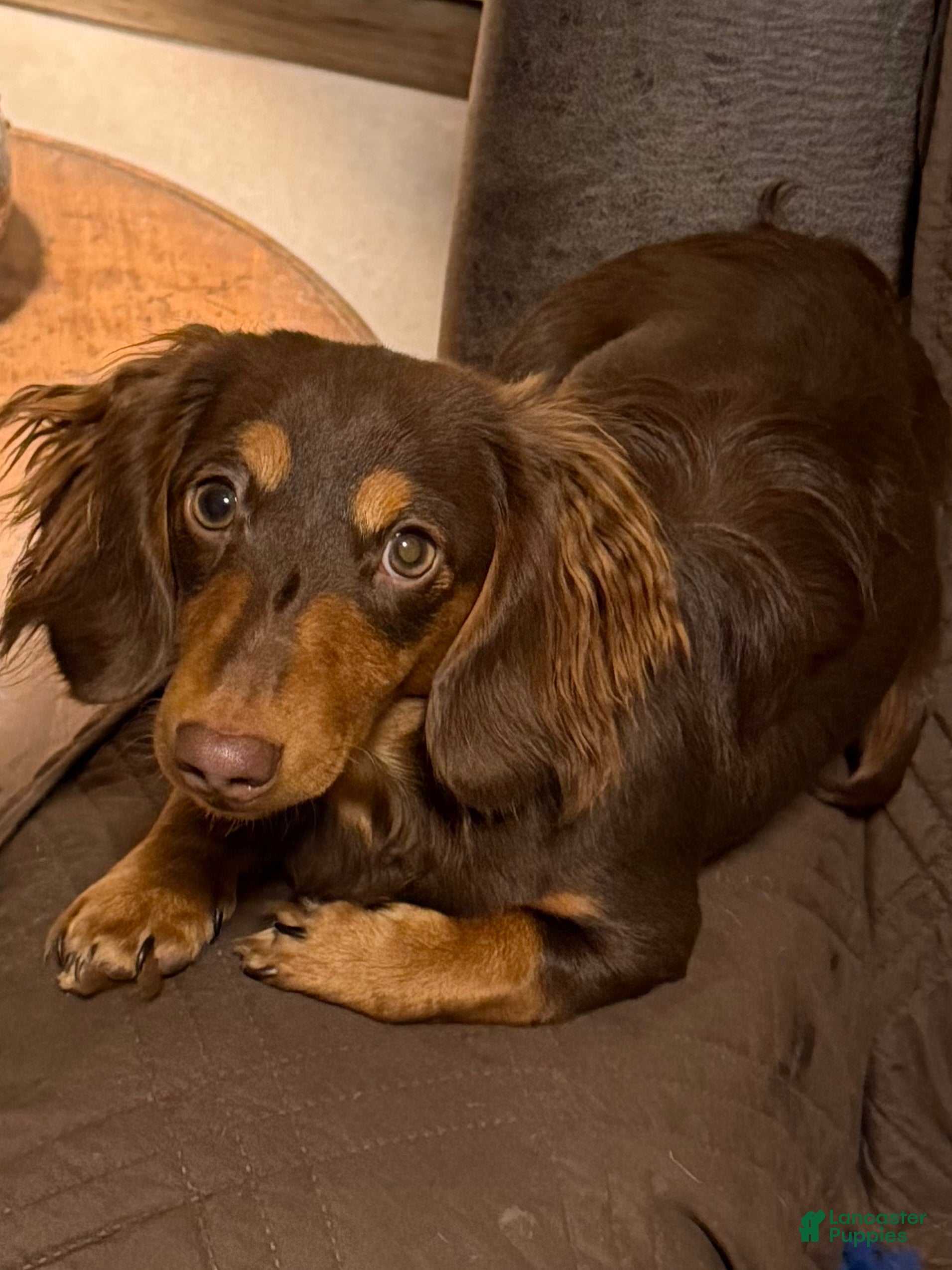 Miniature Dachshund dogs Miniature Dachshund Puppy 1 - Ad 11