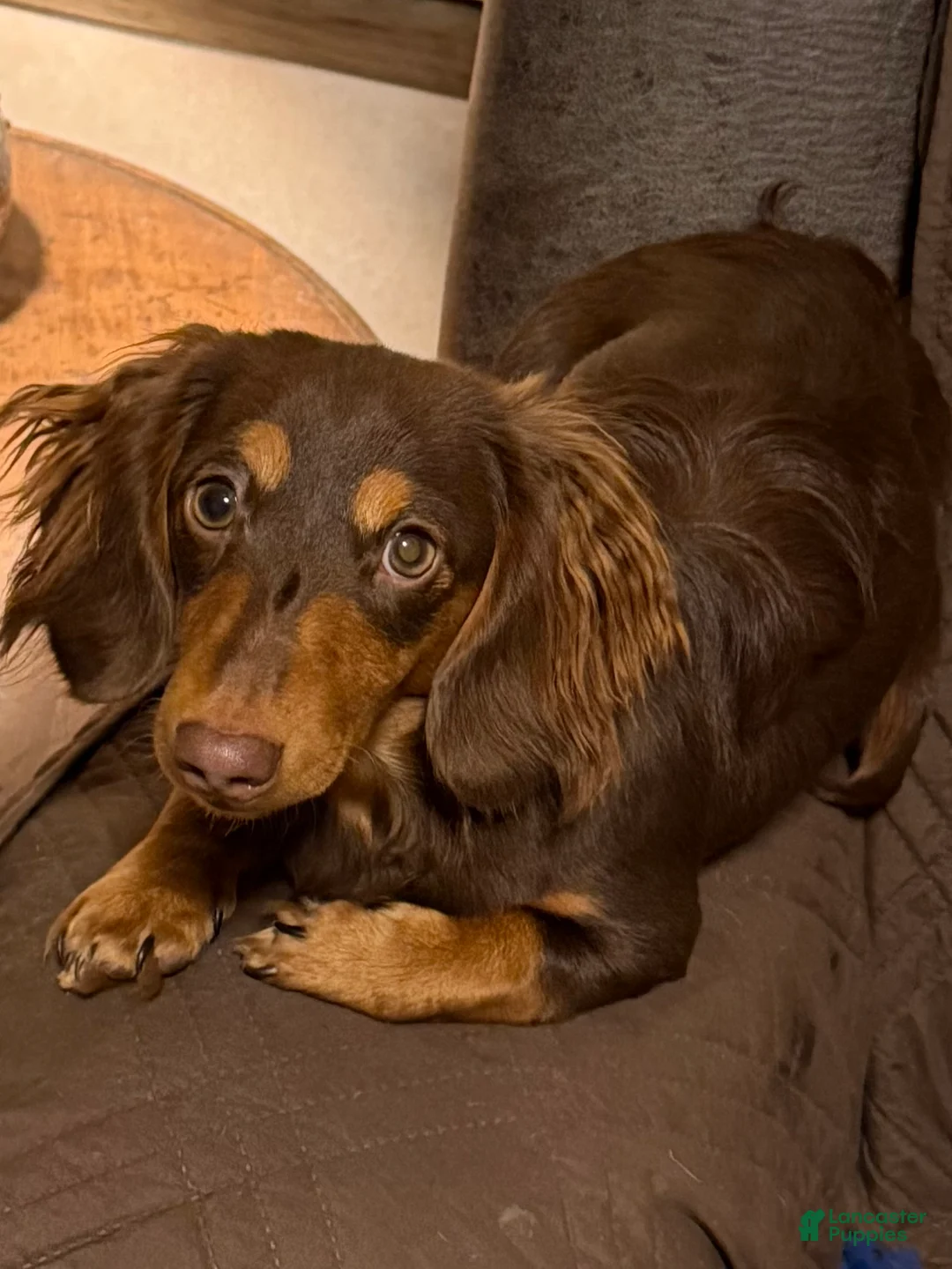 Miniature Dachshund dogs for sale: Miniature Dachshund Puppy 1 - Ad 1