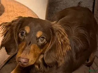 Miniature Dachshund dogs Miniature Dachshund Puppy 1 - Ad 11