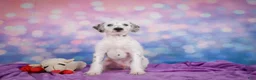 Mixed Breed dogs for sale: Rex - Ad 6