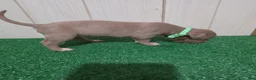 American Bully dogs for sale: American Bully XL Puppy 12 (Light Green) - Ad 2