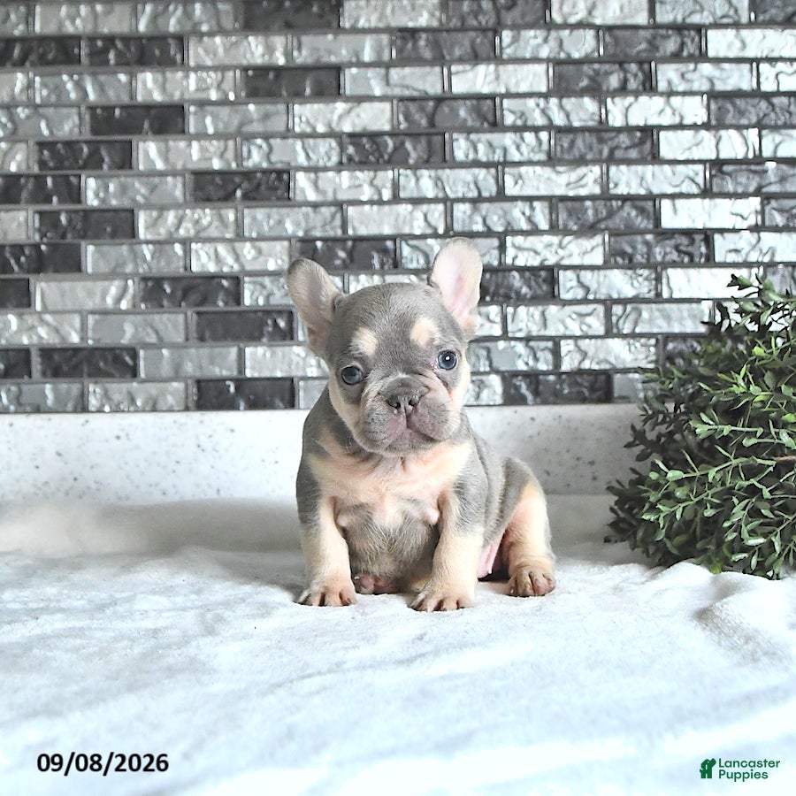 French Bulldog dogs Adora - Ad 2