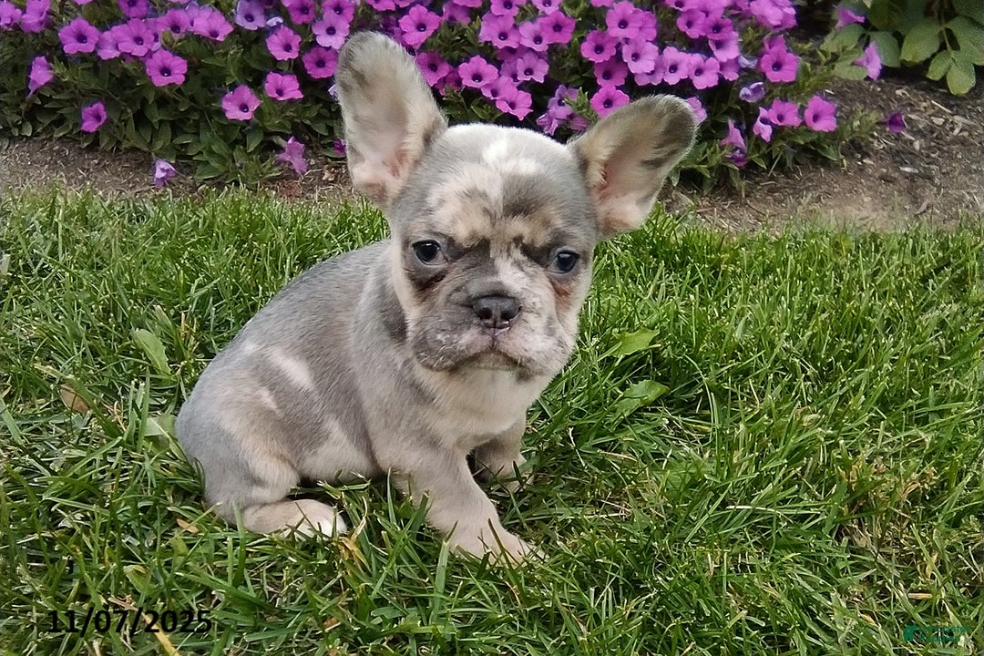 French Bulldog dogs for sale: Silas - Ad 4