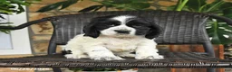 English Cocker Spaniel dogs for sale: Trixie - Ad 3