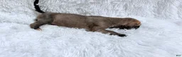 Great Dane dogs for sale: Columbiana - Ad 5
