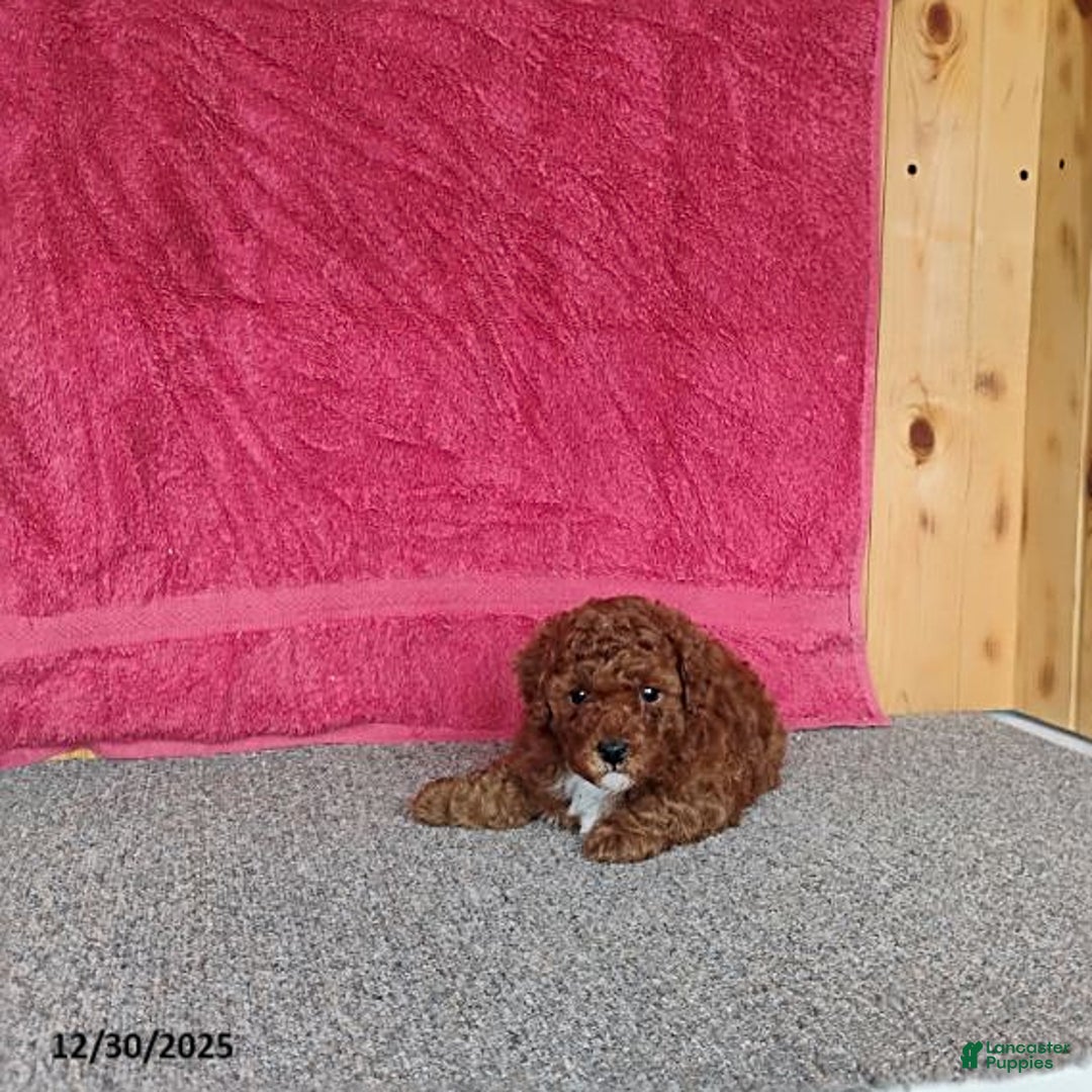 Toy Poodle dogs for sale: Charlie - Ad 8