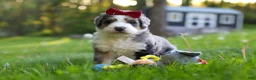 Bernedoodle dogs for sale: Bernedoodle Puppy 1 - Ad 2