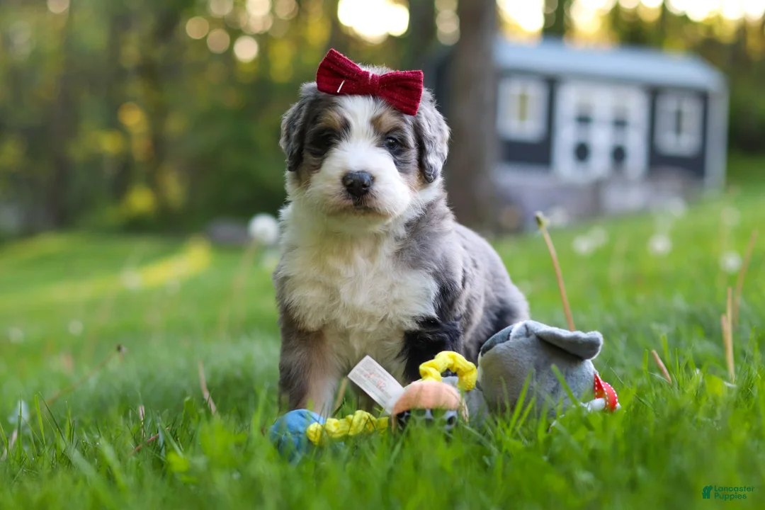 Bernedoodle dogs for sale: Bernedoodle Puppy 1 - Ad 2
