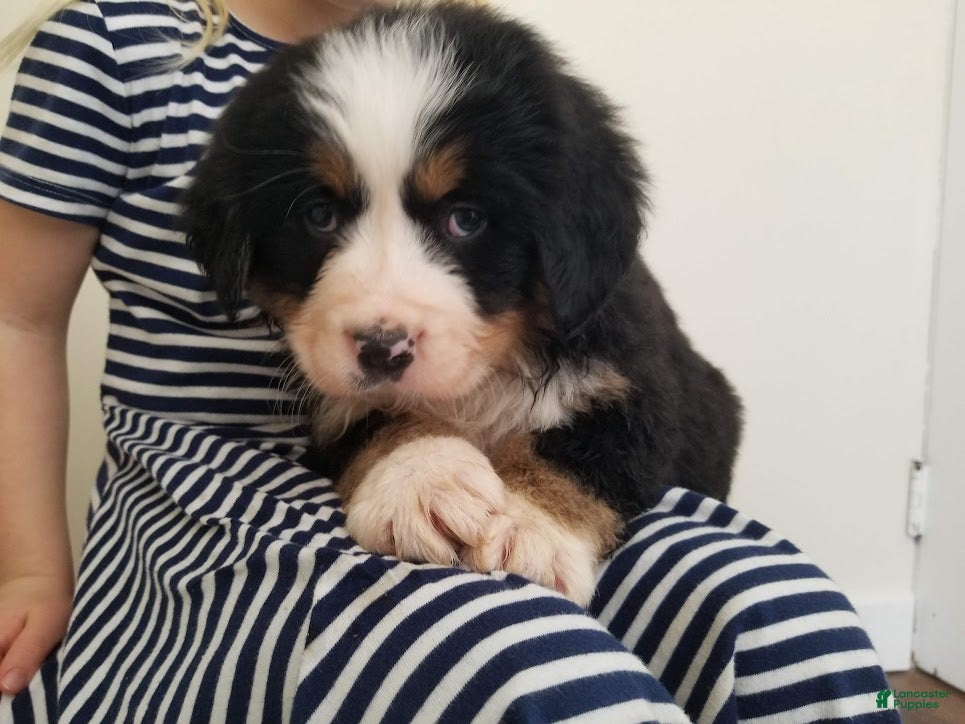 Bernese Mountain Dog dogs Bernese Mountain Dog Puppy 3 - Ad 2