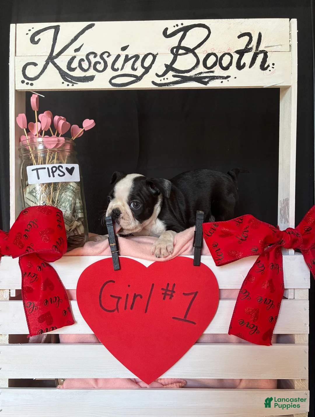 Boston Terrier dogs for sale: Boston Terrier Puppy 3 - Ad 6