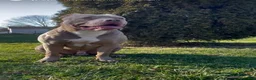 American Bully dogs for sale: American Bully 2 - Ad 3