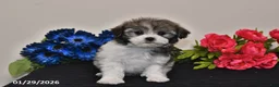 Havanese dogs for sale: Tinker - Ad 5