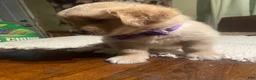 Golden Retriever dogs for sale: Golden Retriever 3 - Ad 26