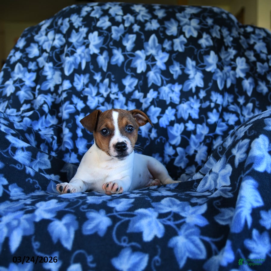 Jack Russell Terrier dogs Arlin - Ad 2