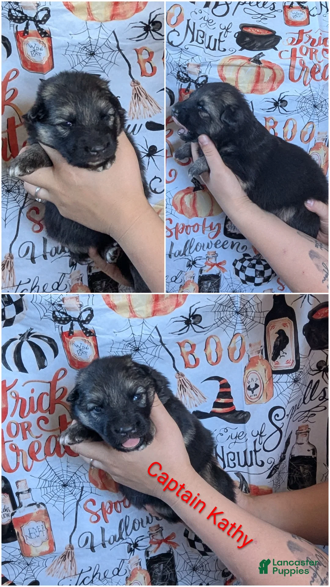 German Shepherd dogs for sale: Captain Kathy  - Ad 1
