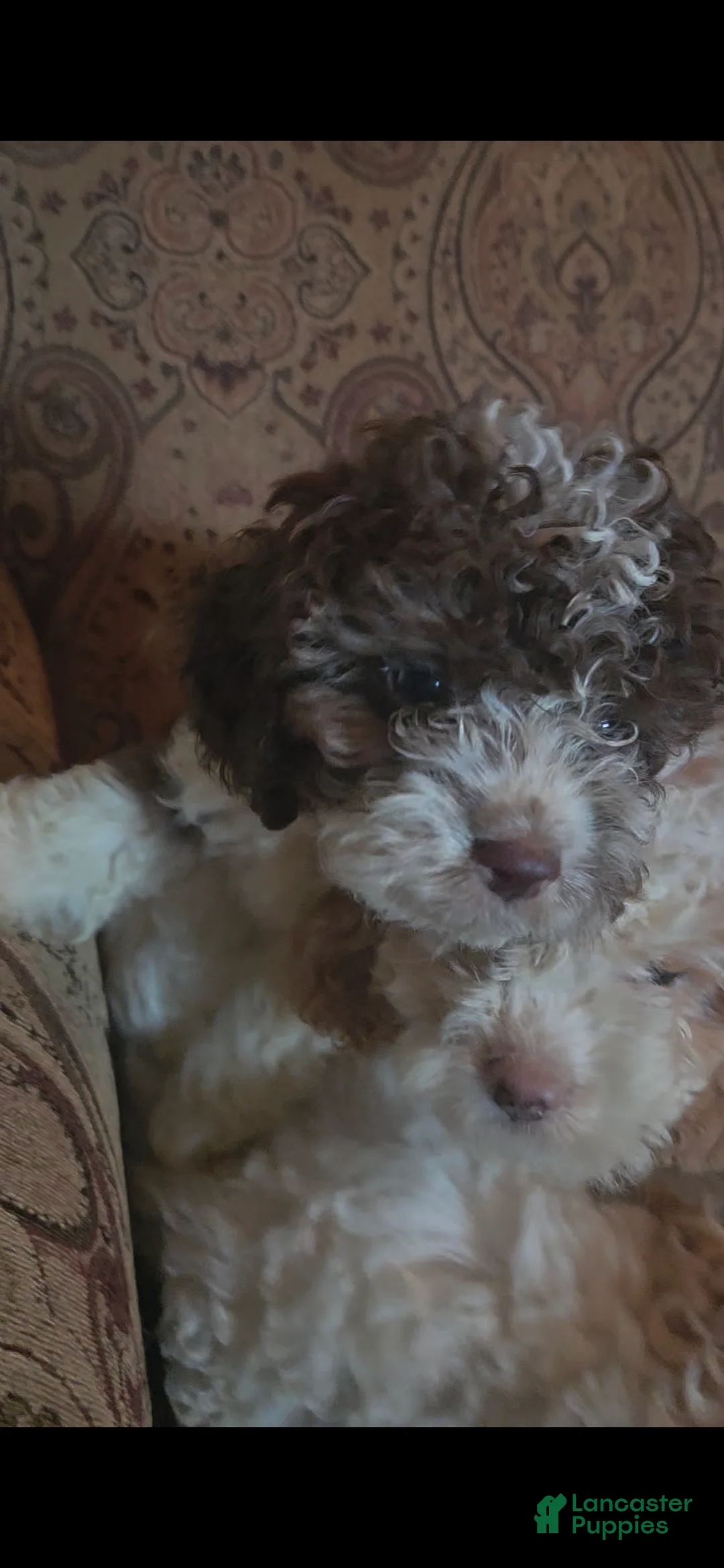 Cockapoo dogs for sale: Rosie  - Ad 1