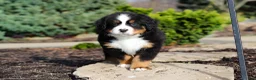 Bernese Mountain Dog dogs for sale: Charlie - Ad 12