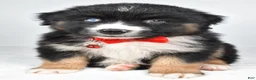 Miniature Australian Shepherd dogs for sale: Shane - Ad 1