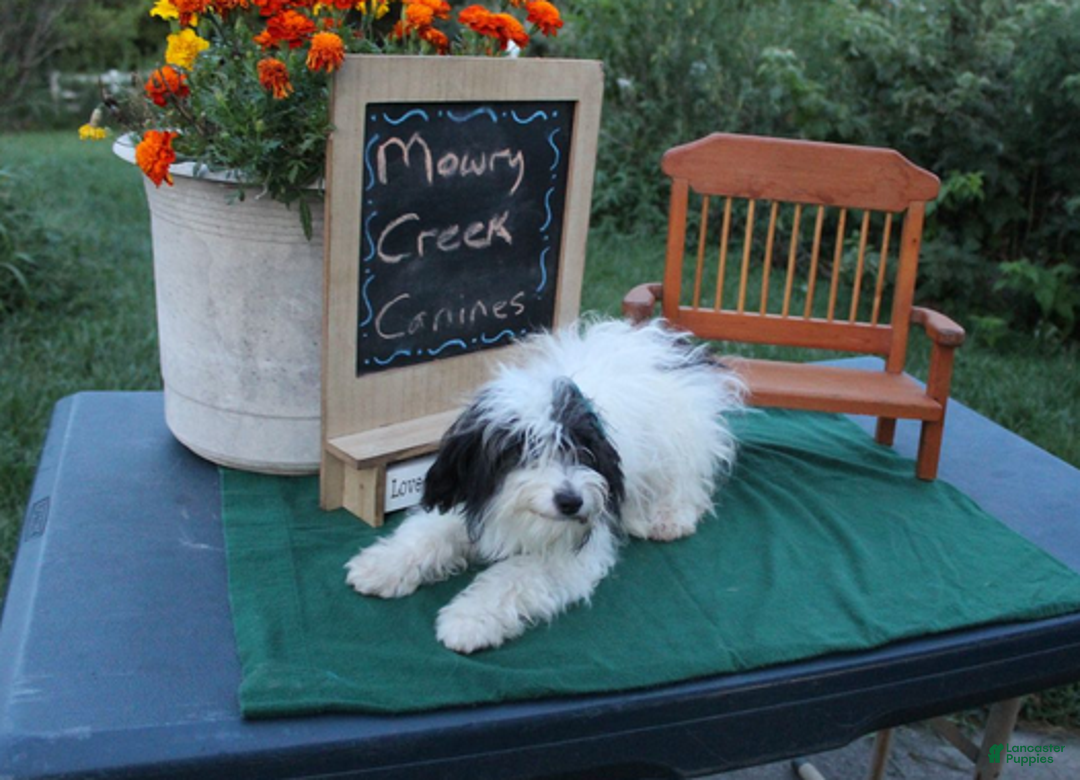 Aussiedoodle dogs for sale: Patty - Ad 2