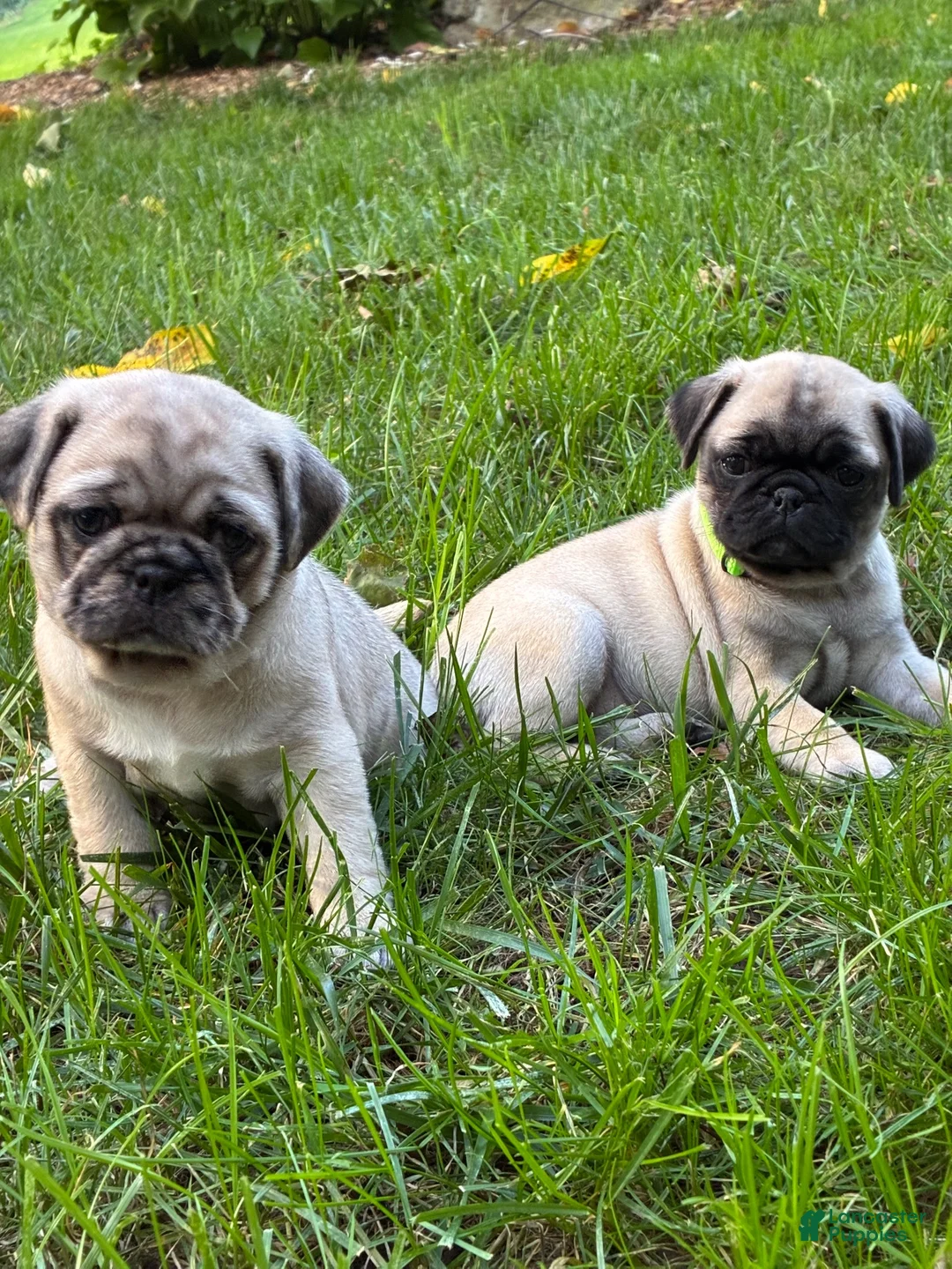 Pug dogs for sale: Toby - Ad 10