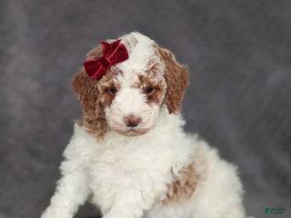 Mixed Breed dogs Rachel - Ad 7