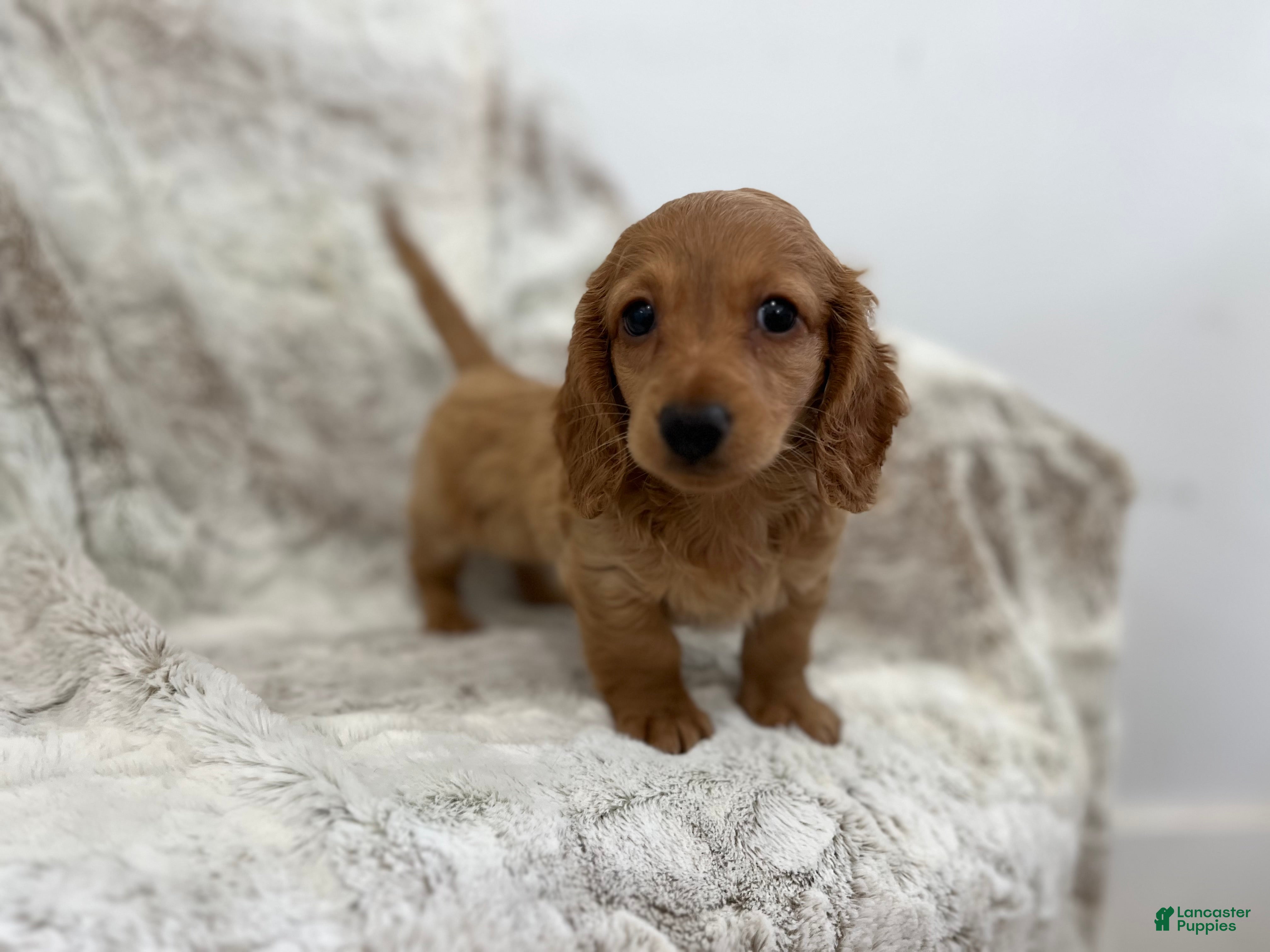 Dachshund dogs Carmen  - Ad 1