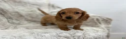 Dachshund dogs for sale: Carmen  - Ad 6