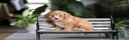 Cavapoo dogs for sale: Jasper - Ad 7