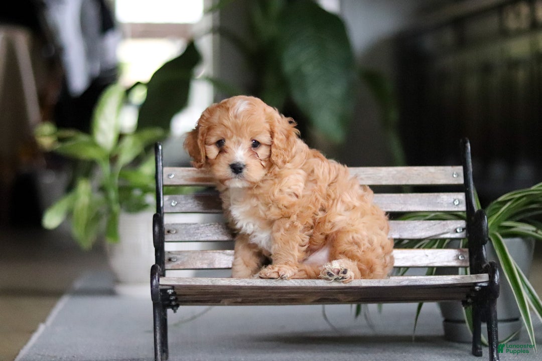 Cavapoo dogs for sale: Jasper - Ad 7