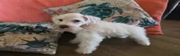 Miniature Schnauzer dogs for sale: Henry - Ad 4
