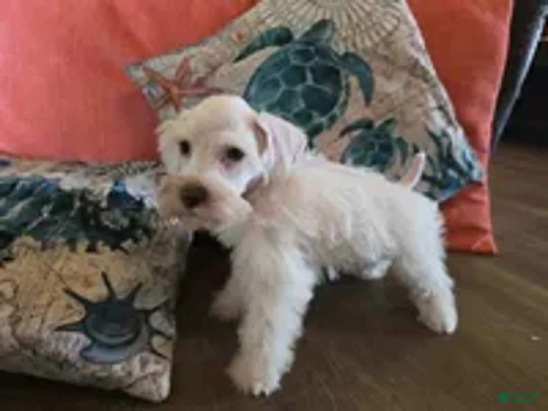 Miniature Schnauzer dogs for sale: Henry - Ad 4