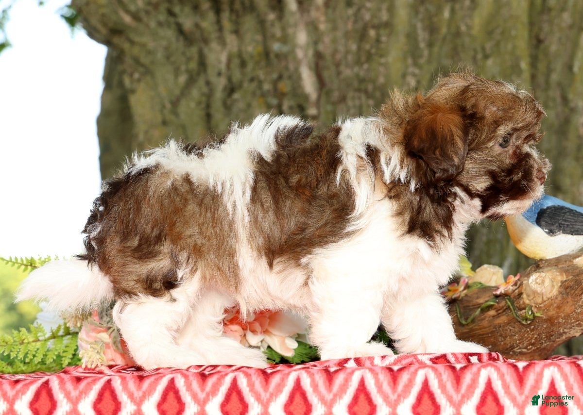 Havanese dogs for sale: Major - Ad 7