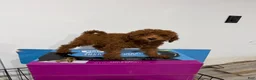 Toy Poodle dogs for sale: Maple - Ad 5